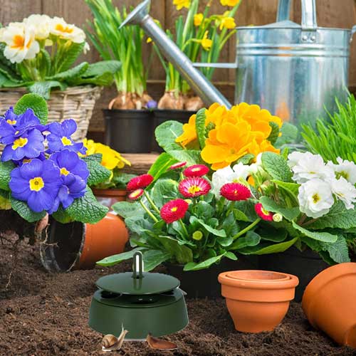 edina past za polže